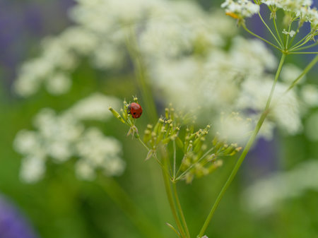 Close-up of a ladybug on a green stem among white meadow flowers. Summer nature, macro photography...