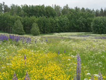 Summer landscape with a flowering meadow. In the foreground green grass and white wildflowers, in...