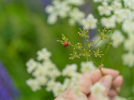 Hand holding a green stem with a ladybug against a background of white meadow flowers. Macro nature photography, summer landscape with flora and insects.の写真素材