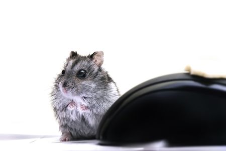 Hamster Jungar dzhungarik Phodopus sungorus kind hamster mohnonogih kind gnawer smallest home innocuousの写真素材