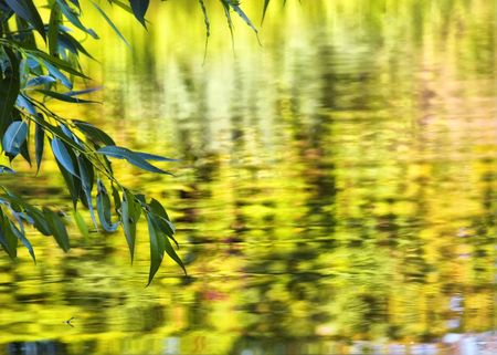 green leaf over water yellow zeokalnaya surface to promote water lake pond river landscape nature air positive happiness livesの写真素材
