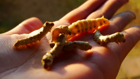 Silk worms on handの素材