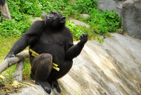 orangutan eat sugar cane in the zooの写真素材