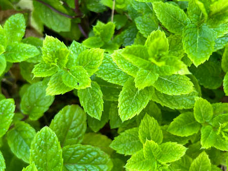 Mint plant