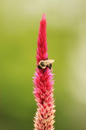 Nectarの写真素材