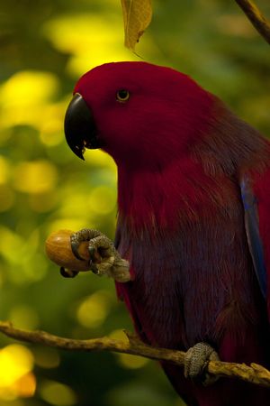 Electus Parrotの写真素材