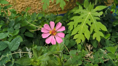 Pink flower in garden