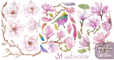 Watercolor branches of magnolia, beautiful flowers over white, feathers and bird collection for your artのイラスト素材