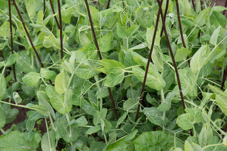 Sprouts of green peas in the garden, green and freshの写真素材