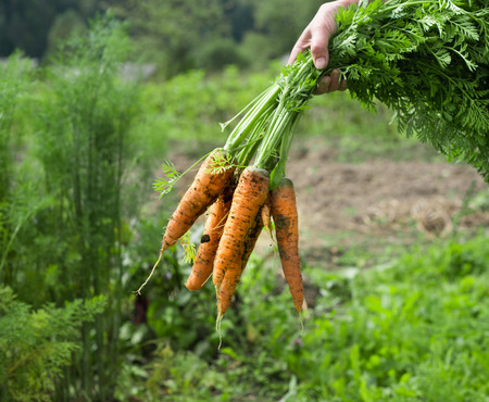 fresh Carrots in hands over green gardenの写真素材