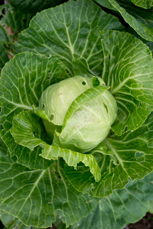 Raw Cabbage, Cabbage eaten by caterpillars