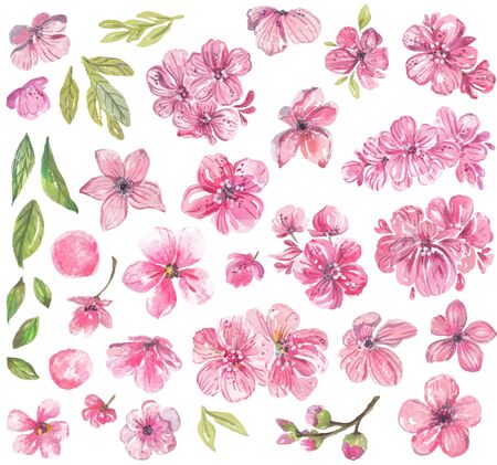 Watercolor pink flowers collection over whiteの写真素材