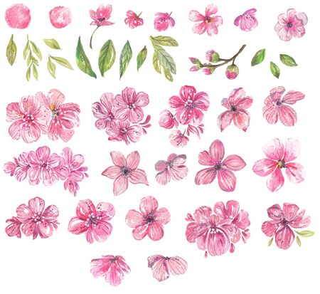 Watercolor pink flowers collection over whiteの写真素材