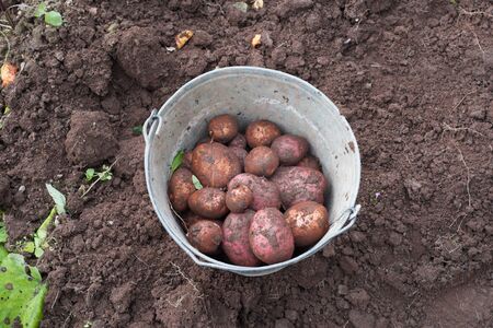 Potatoes in a bucket.の写真素材
