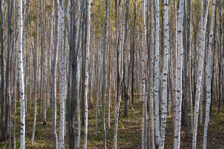 Beautiful autumn forest with different young trees, natural backgroundの写真素材