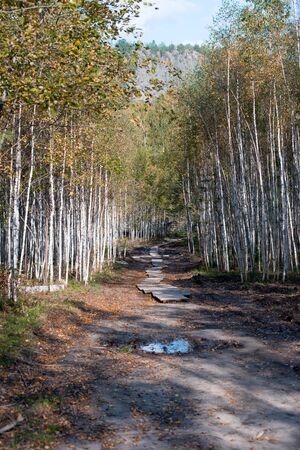 Natural background - pathway in autumn birch forest in sunny dayの写真素材