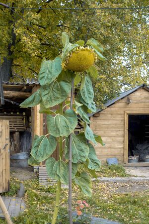 Huge sunflower in the garden over wooden housesの写真素材