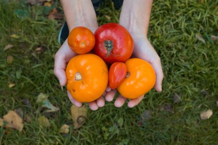 Organic vegetables. Fresh organic tomatoes in the hands over green grass backgroundの写真素材