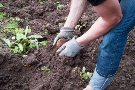 Farmer's hands with freshly harvested potato over green grass backgroundの写真素材