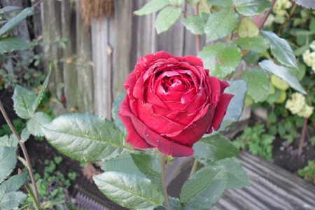 spring flowerの写真素材