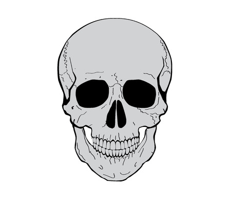 Illustration of a human skull. Vector illustration.のイラスト素材