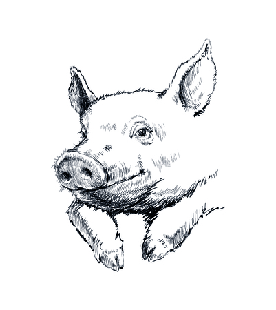 Hand Drawn Sketch Pig Vector illustration.のイラスト素材