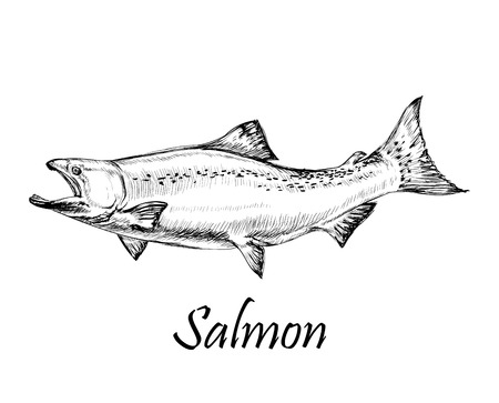 Salmon Fish Hand Drawn Vector Illustrationのイラスト素材