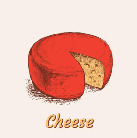 Head of Cheese Hand Drawn Vector Illustrationのイラスト素材
