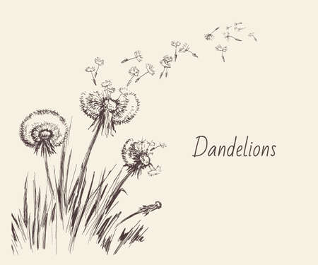 Dandelions, Flying Seeds of Dandelion Hand Drawn Illustration isolated on white Backgroundのイラスト素材