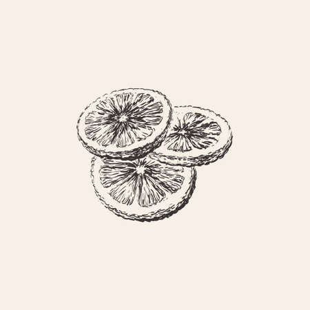 Round Lemon slices, Grapefruit, Orange, Citrus Hand Drawn Sketch Vector illustrationのイラスト素材