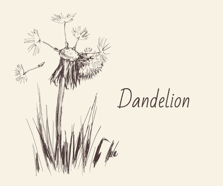 Dandelion, Flying Seeds of Dandelion Hand Drawn Illustration isolated on white Backgroundのイラスト素材