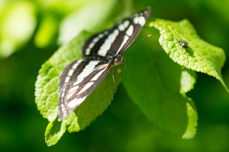 Black and white butterfly perched on light green leafの写真素材