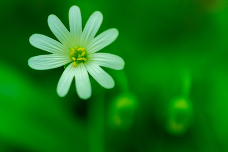 White and yellow flower with leaves and green backgroundの写真素材