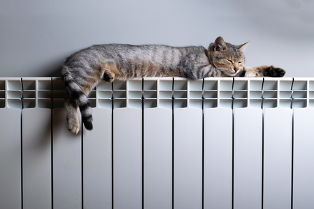 A tiger cat relaxing on a warm radiatorの写真素材