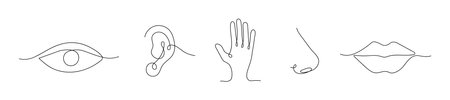 Five senses in one line. Eyes (vision), ears (hearing), tone (taste), nose (smell) and skin (touch). Vector illustrationのイラスト素材