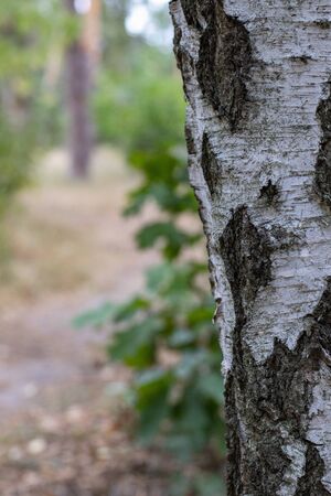 Close up of the birch trunk located on a park way backgroundの写真素材