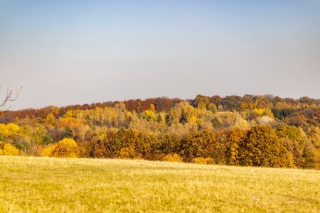 Autumn colorful trees and yellow meadowの写真素材