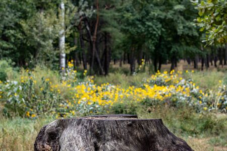 Dark Aged stump of a tree in park on flowers backgroundの写真素材