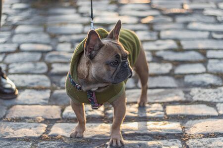 Cute French Bulldog wearing Hoodie outdoorsの写真素材