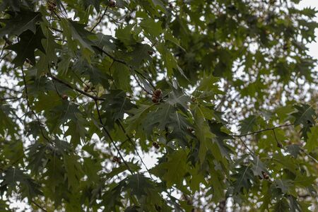 Acorns maturing on the Oak tree in autumn forest