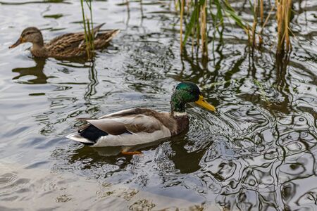 Wild Ducks on lake water. Lake viewの写真素材