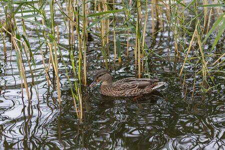 Stealth on lake. Nice Urban Duck hiding in reedの写真素材
