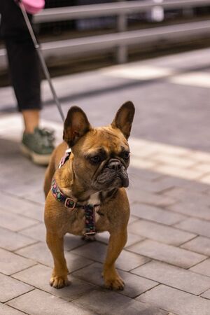 Brown French Bulldog watching portraitの写真素材