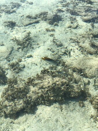 Raccoon Butterflyfish. Tropical sea bottomの写真素材