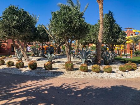 African Milk Tree and Echinocactus grusonii exotic cactusの写真素材