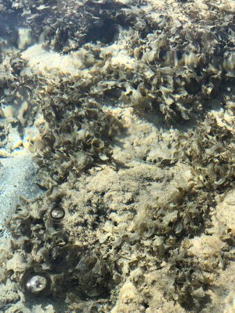 Clear sea water texture, top view of the rocky bottom. water surface backgroundの写真素材