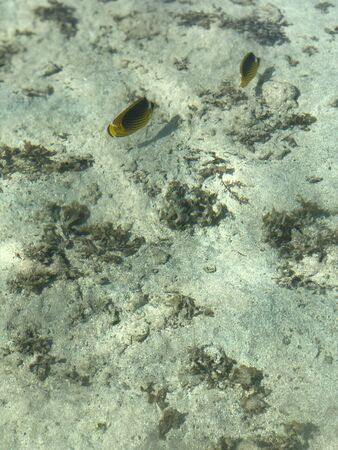 Raccoon Butterflyfish on Tropical Sea bottom surface backgroundの写真素材