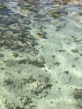 Raccoon Butterflyfish on Tropical Sea bottom surface backgroundの写真素材