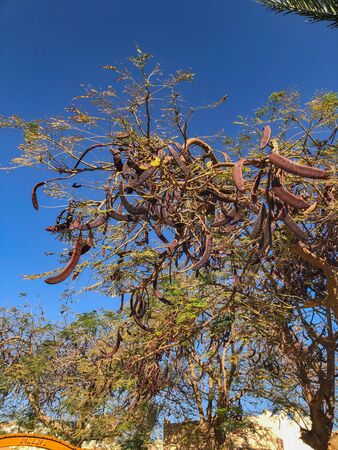 Ceratonia Siliqua mature tree on blue sky backgroundの写真素材
