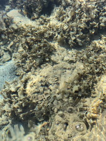 Clear sea water texture, top view of the rocky bottom. water surface backgroundの写真素材